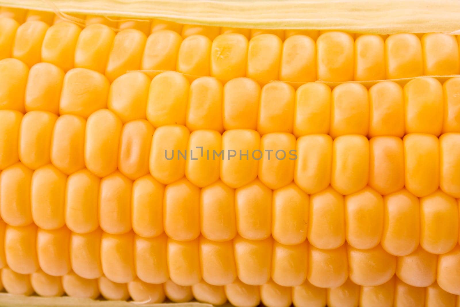 Corn background