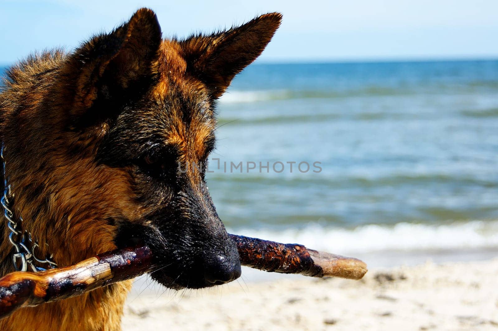 german shepherd  on sand beach coast in Poland