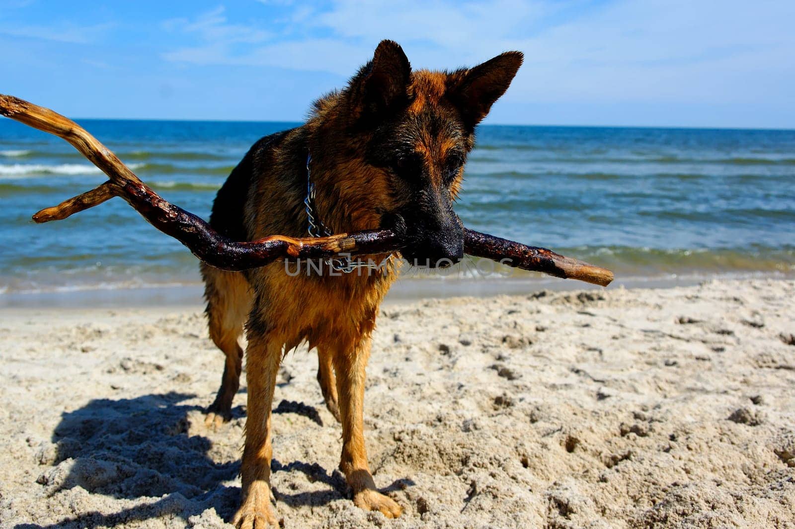 german shepherd  on sand beach coast in Poland