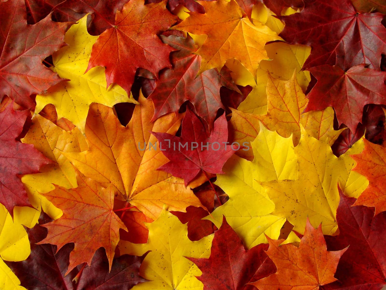 awesome colors of maple leaves in Autumn