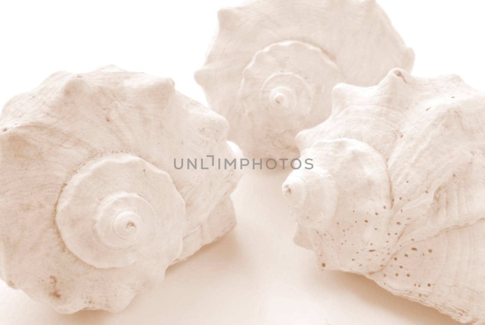 isolated shells on white. closeup