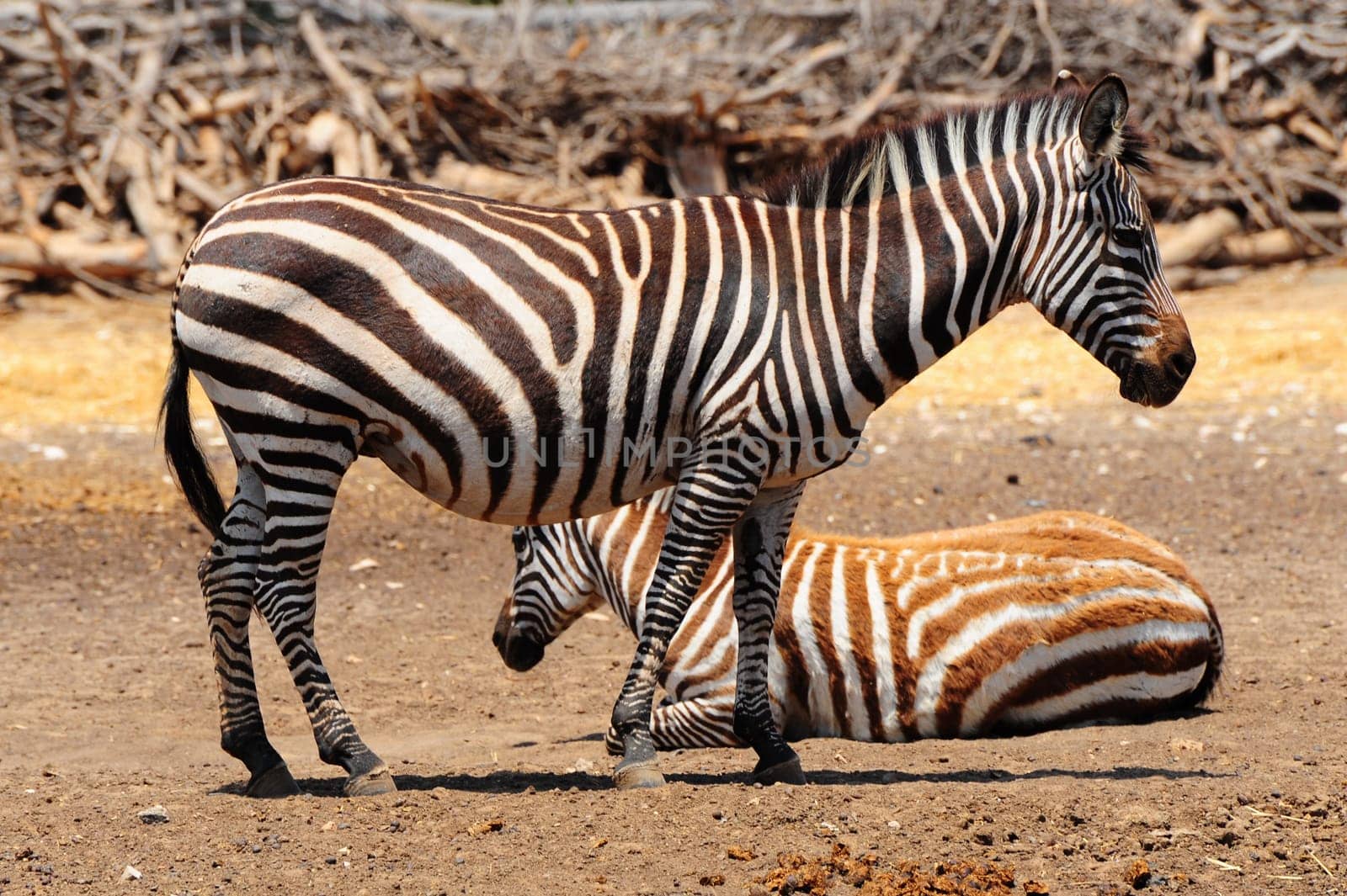 Zebra, Each Animal Has An Individual Striping Pattern.
