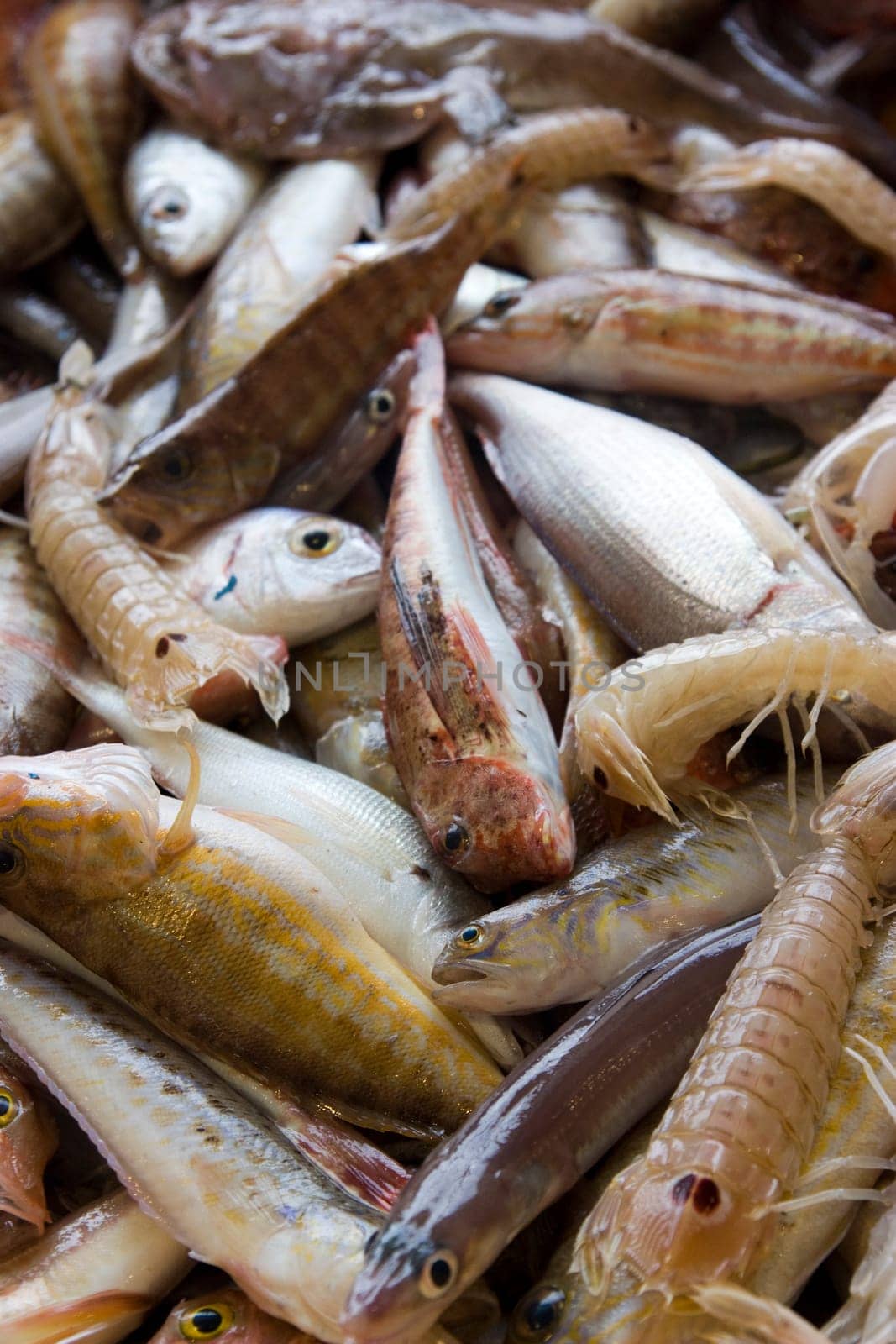 photo of some fresh fishes at the market