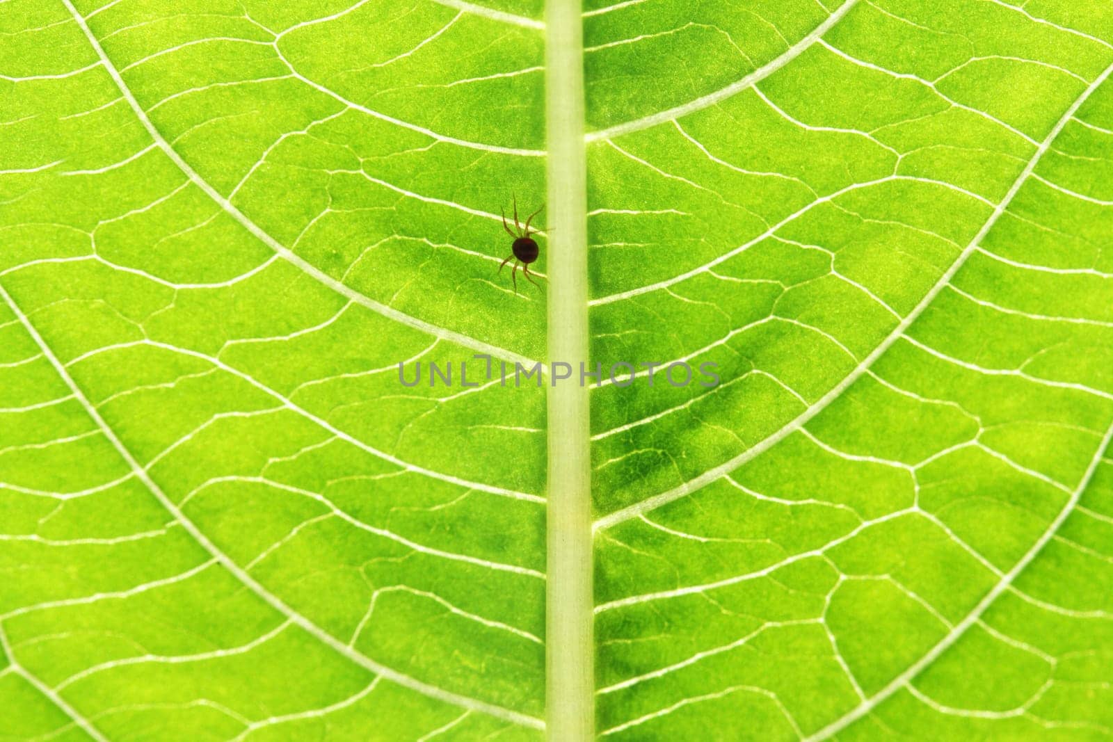 Closeup of green leaf background with small spider in center