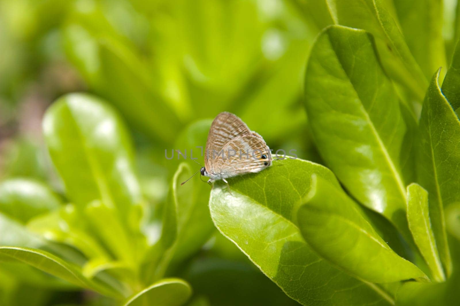 photo of a small butterfly on a leaf