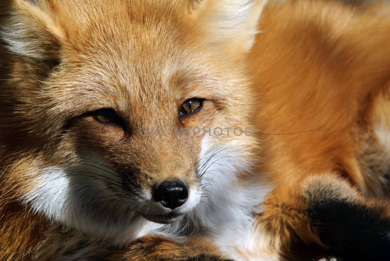Close-up portrait of a beautiful wild Red Fox