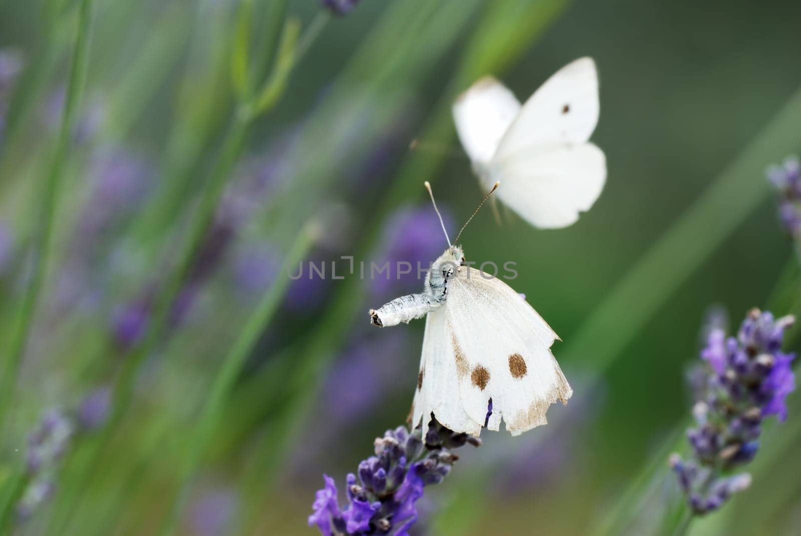 Pair of white butterfly on lavender flowers (selective focus on foreground one)
