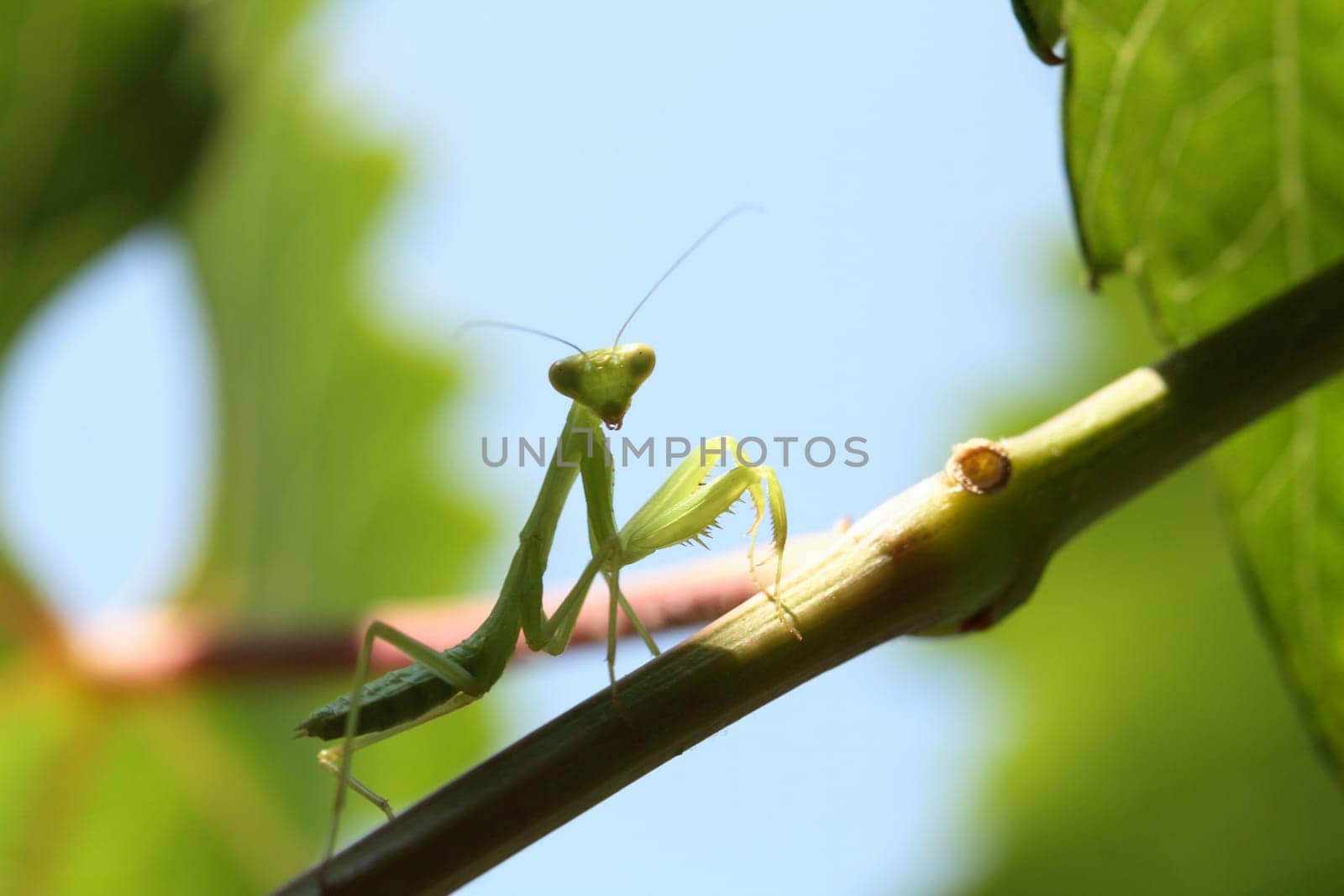 Praying mantis isolated on green nature background