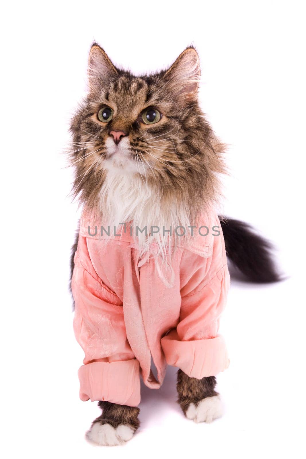 The cat clothed pink bathrobe. Pussy cat in bathrobe.  Isolated on a white background.