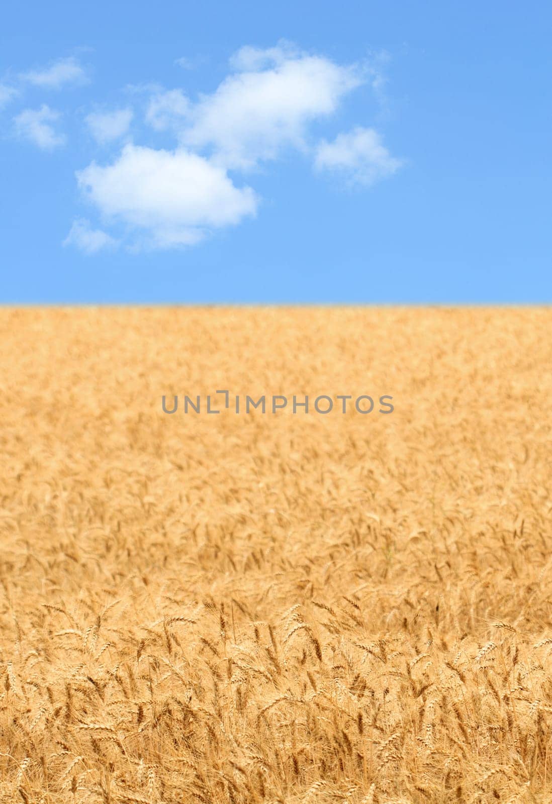 Farm background with yellow wheat field and blue sky