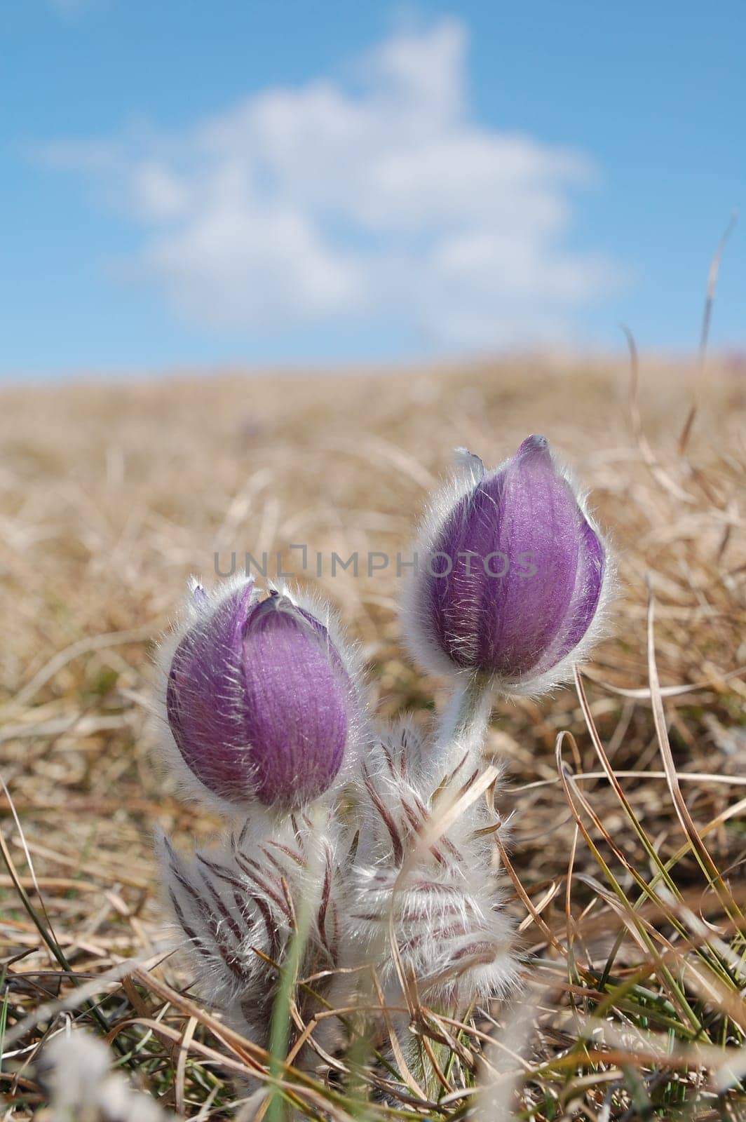 two mayflowers embracing each others on the top under blue sky