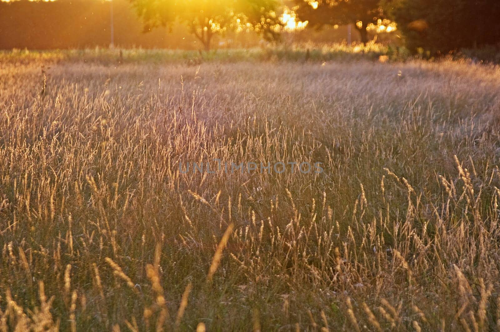 summer glow grassland with bright light of the sunset