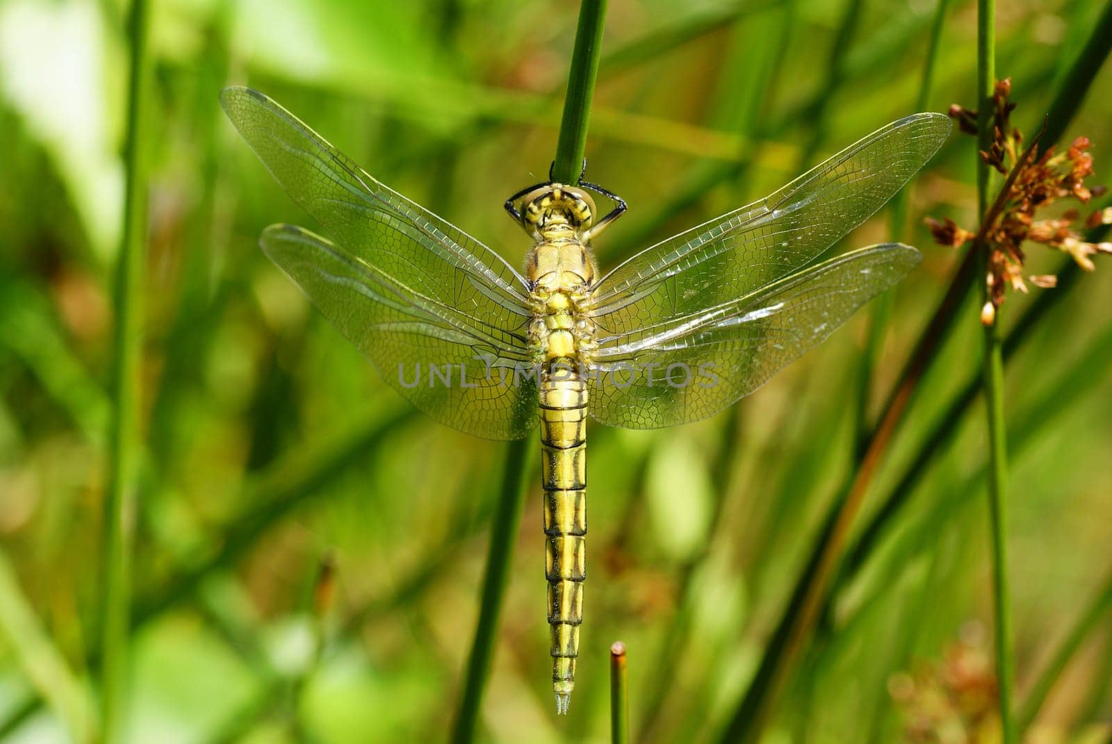 big dragonfly siting on the green grass