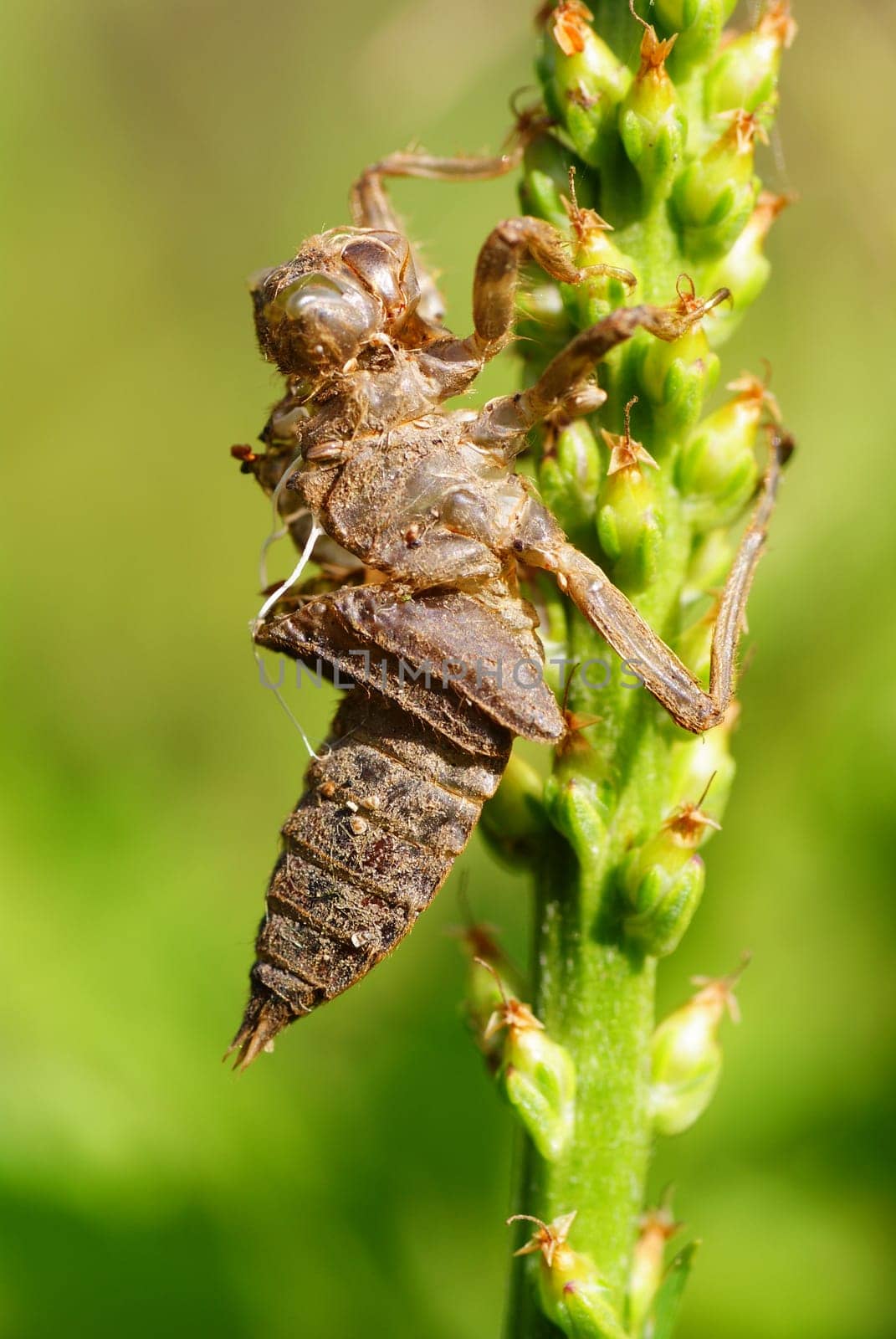 moult of dragonfly on the green stalk