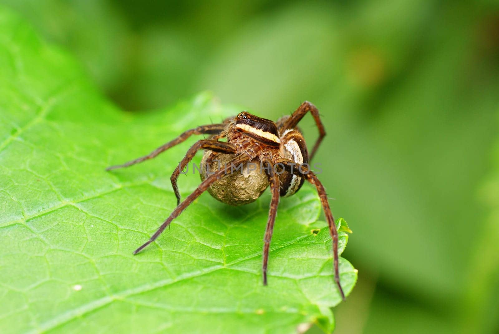 big  frightening spider on the green  leaf