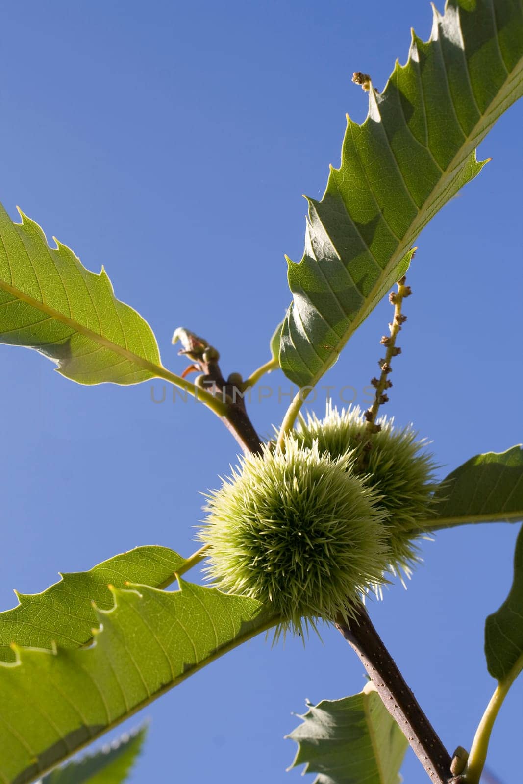 a close up of chest nut burs and leafs