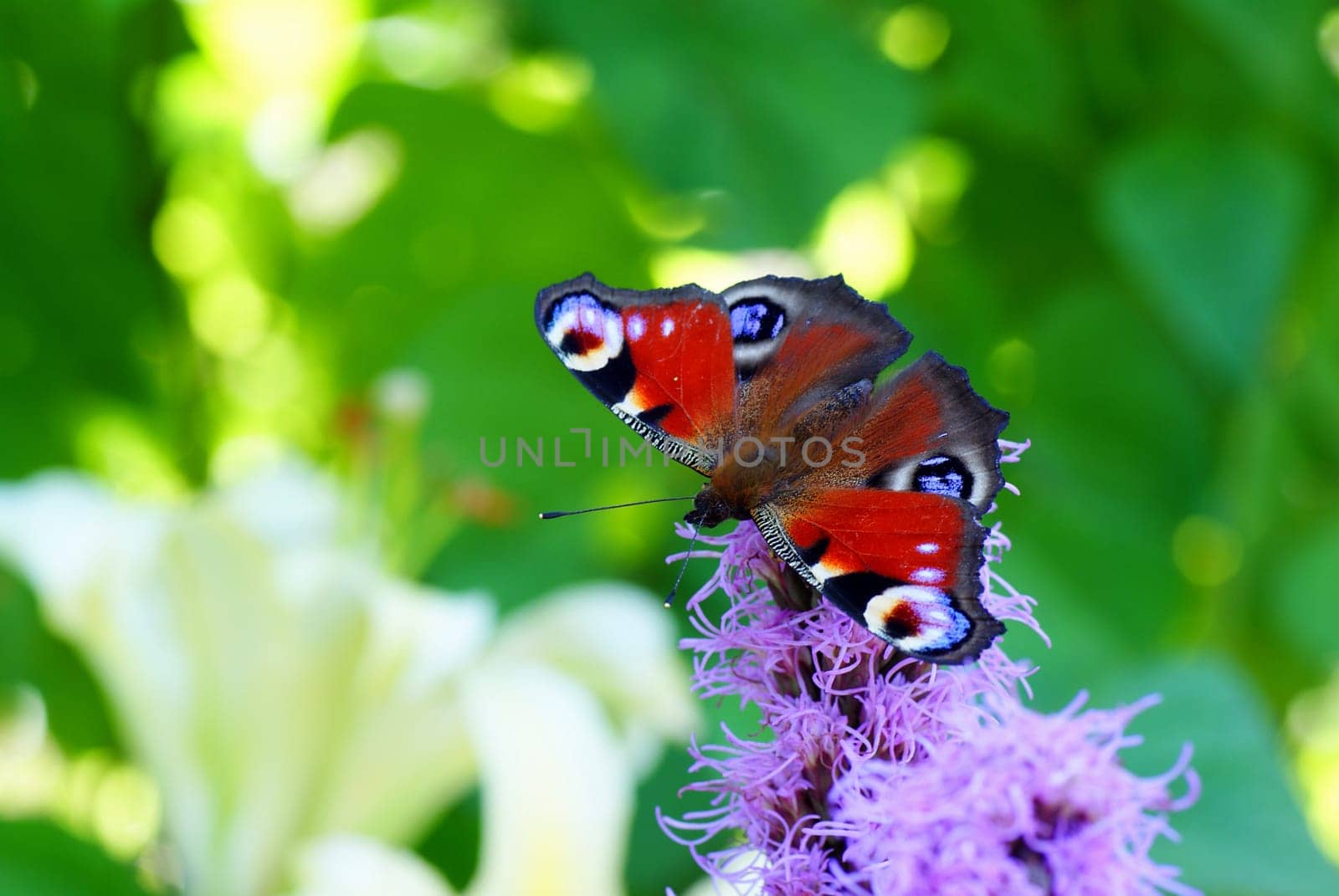 colourful butterfly sit on purple flower