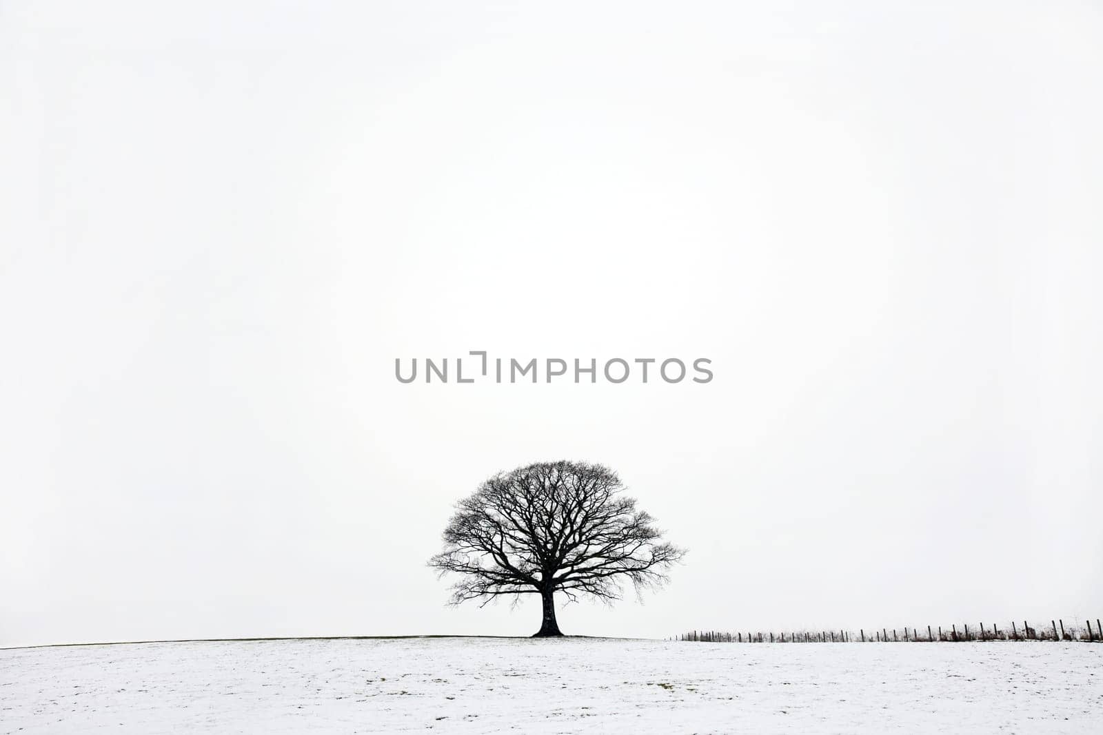 Oak tree in a field of snow in winter against a white sky background.