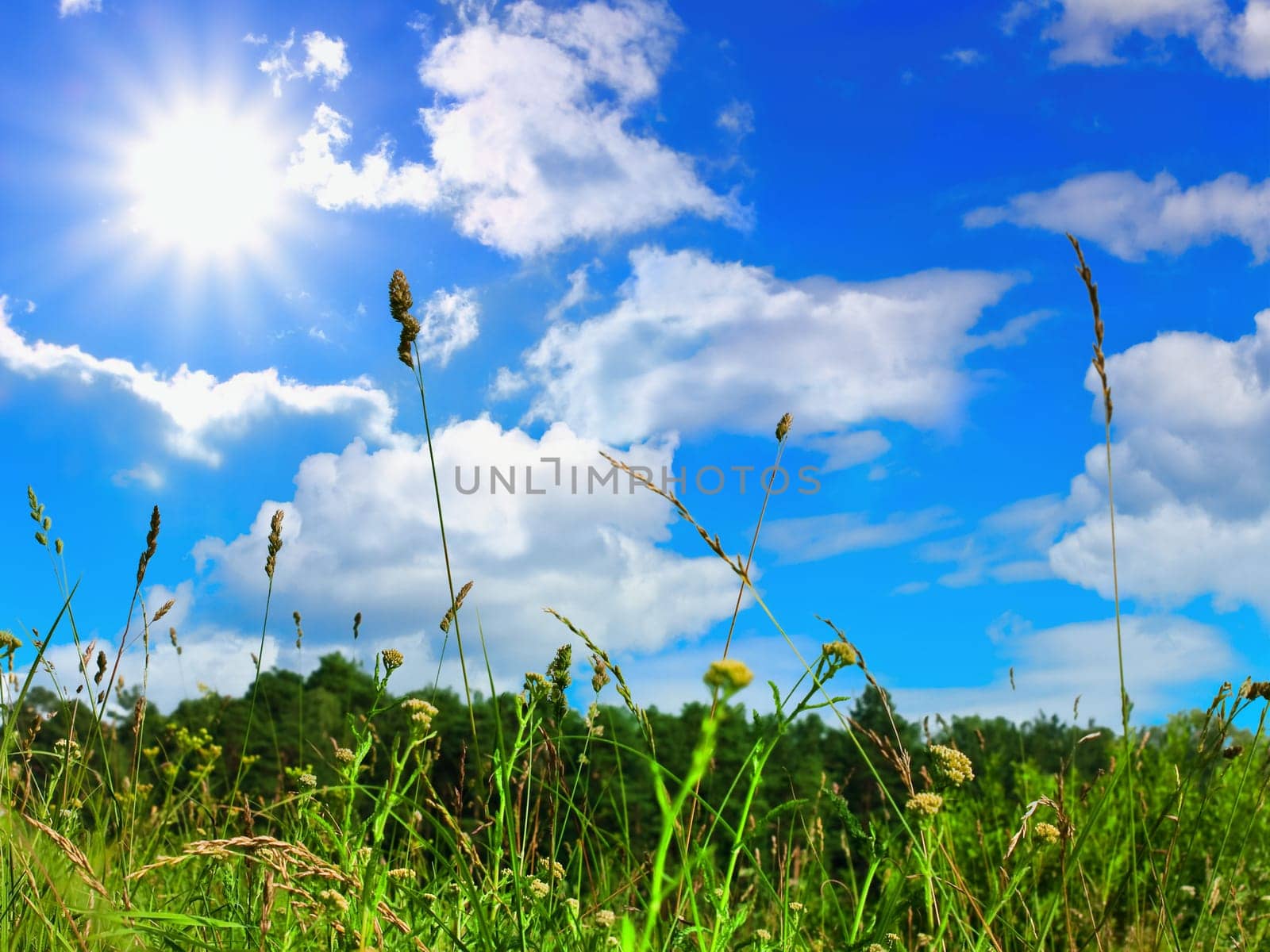 view of the summer sky through the grass
