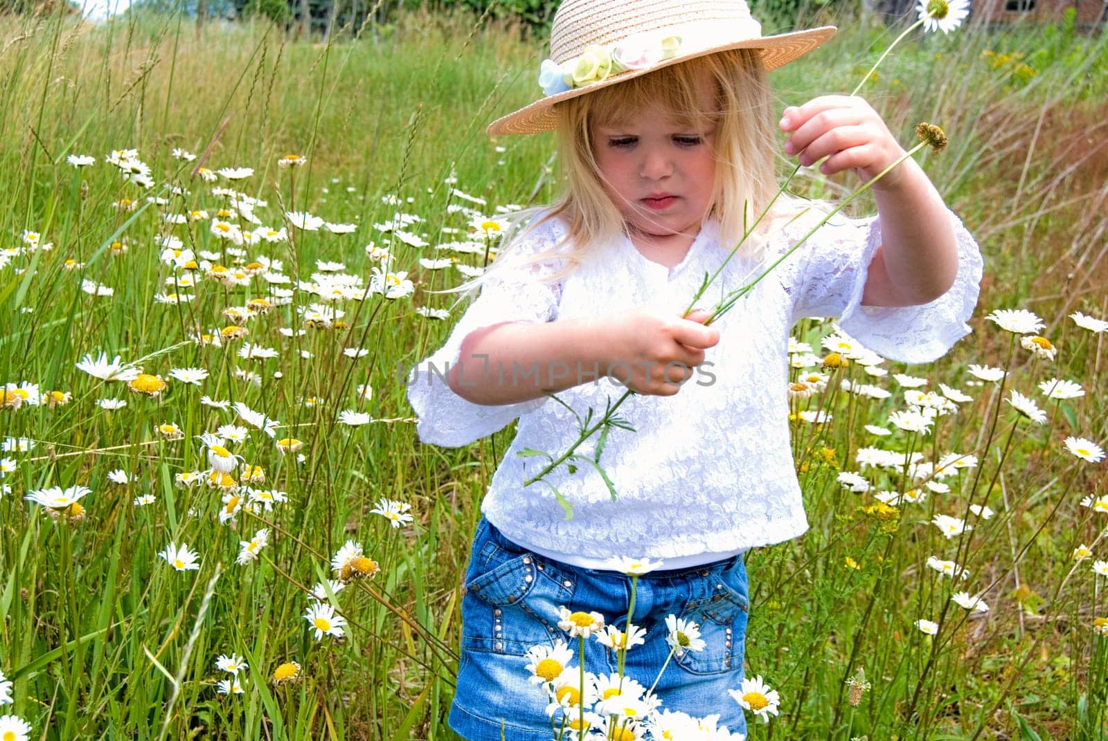 Little girl picking wild daisies.