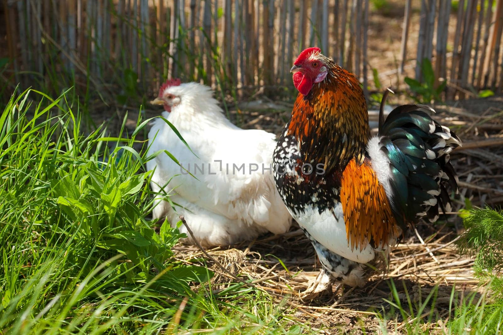 hen and rooster / focus on cock