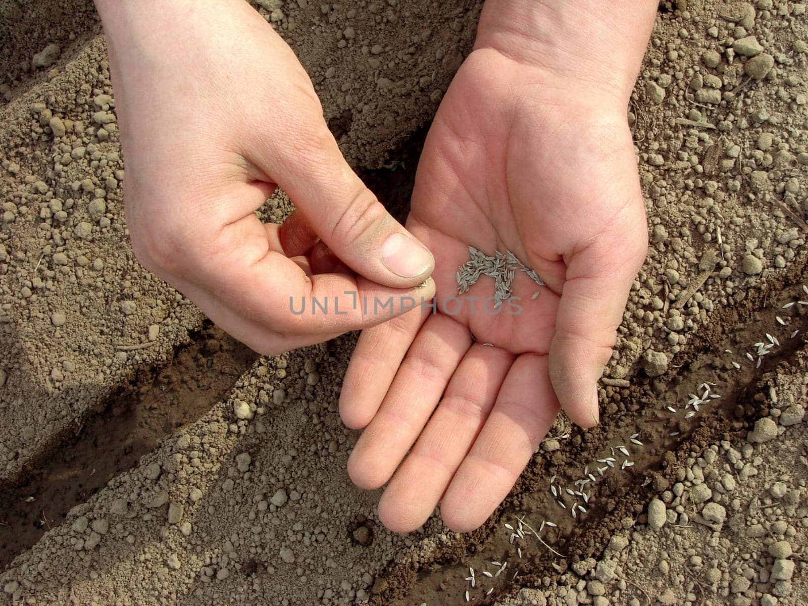 woman hands sowing seeds