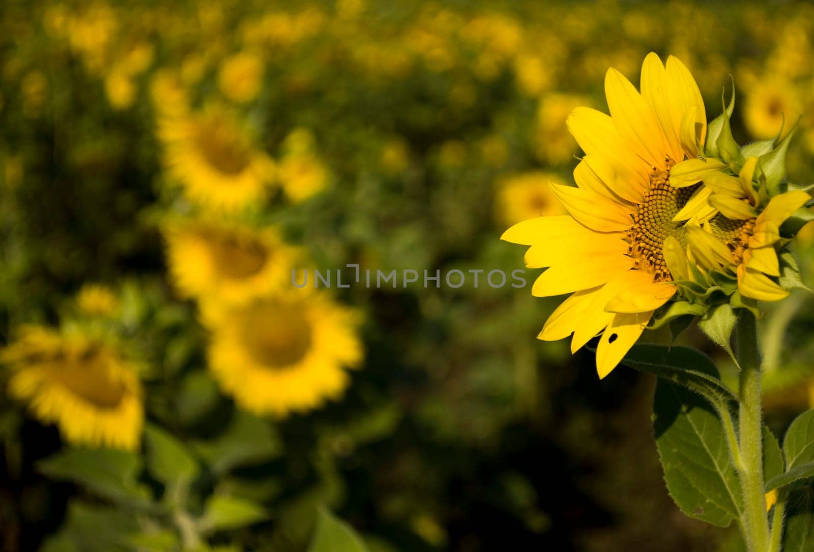 The field of sunflowers in July