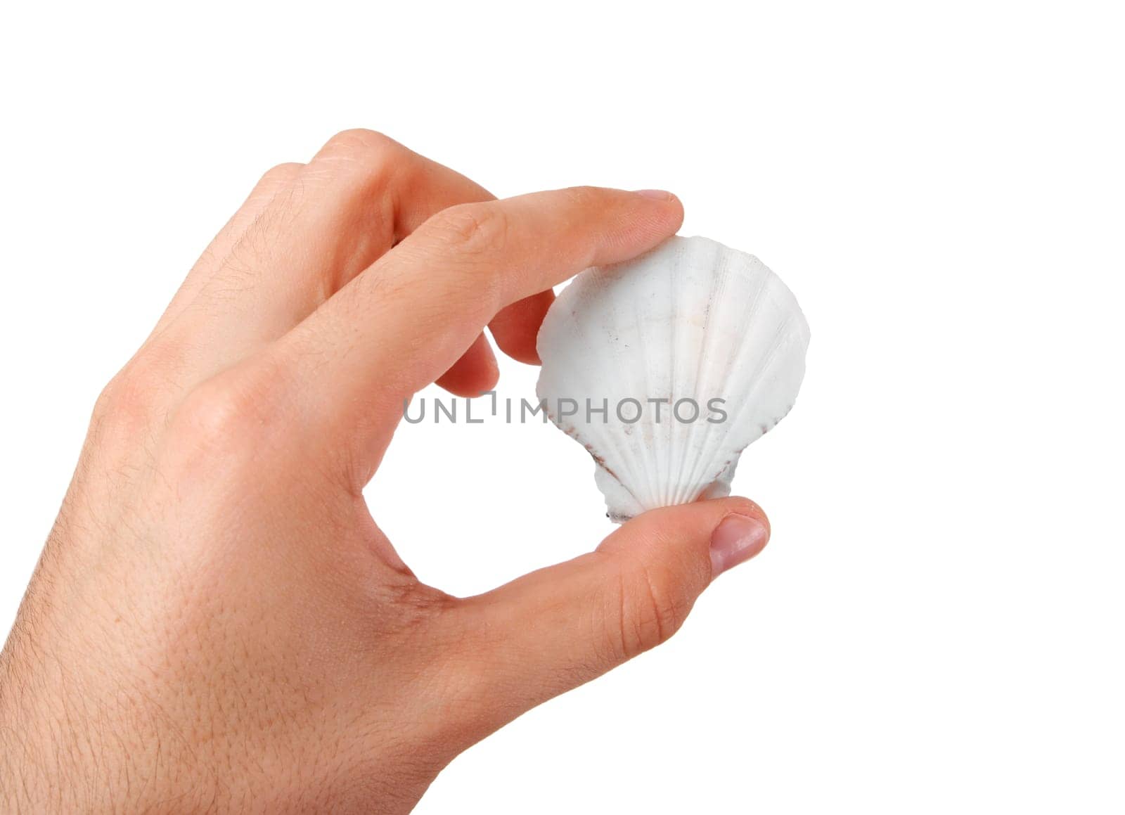 Shell in a man hand. Isolated on white.