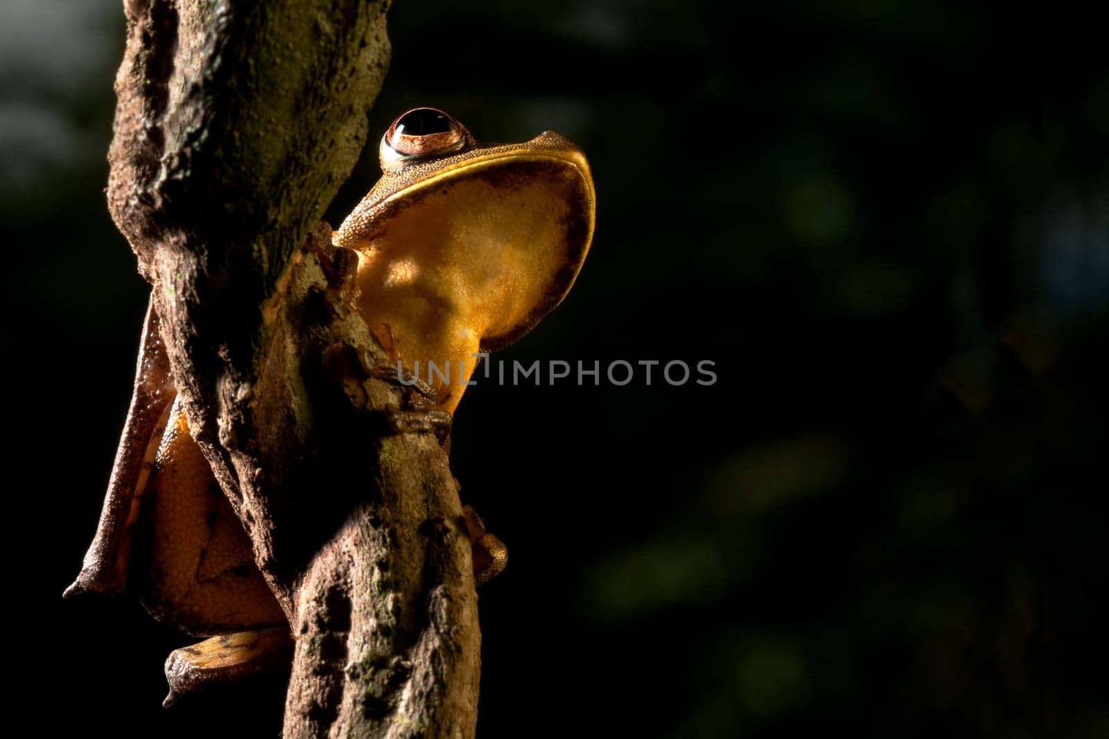 tree frog hypsiboas geograficus at night in the Bolivian jungle