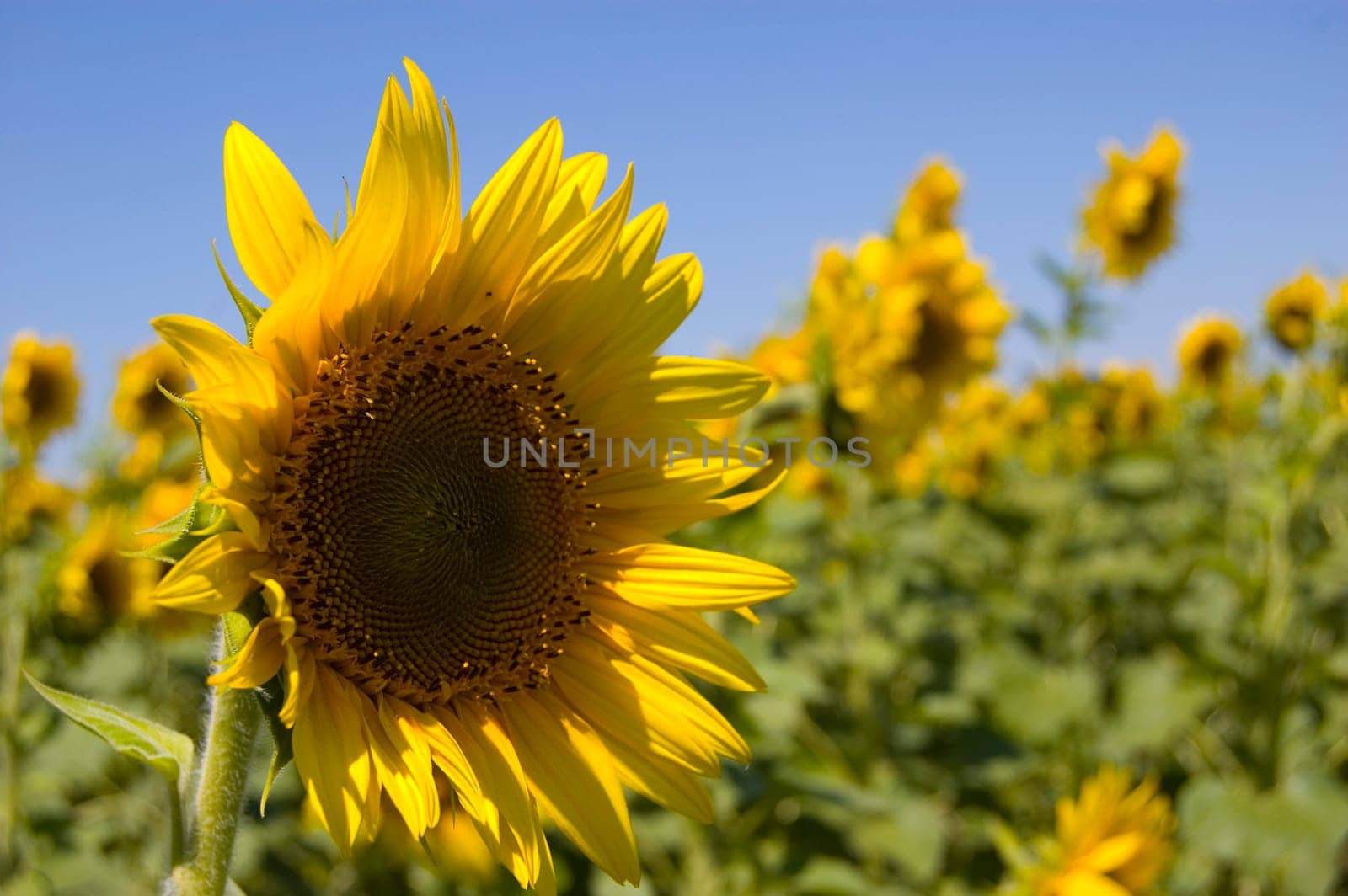 sunflower in a field of sunflowers