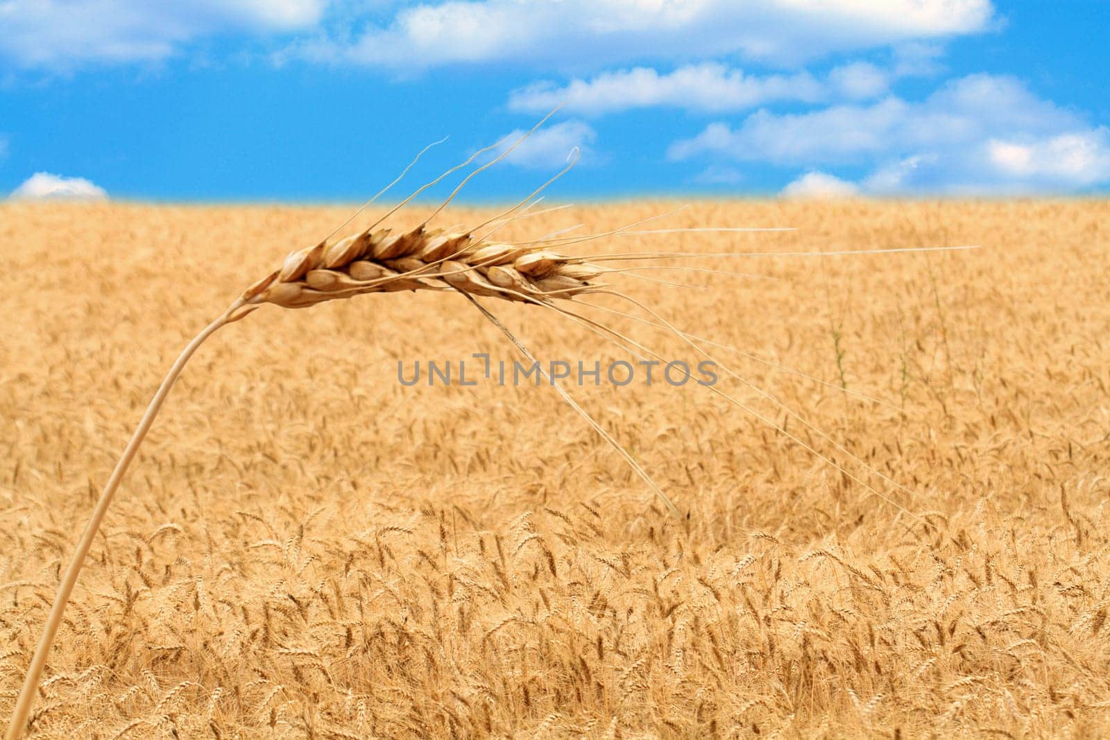Closeup of wheat ear on background with farm field. Image with clipping path, and so you can use field only or ear only