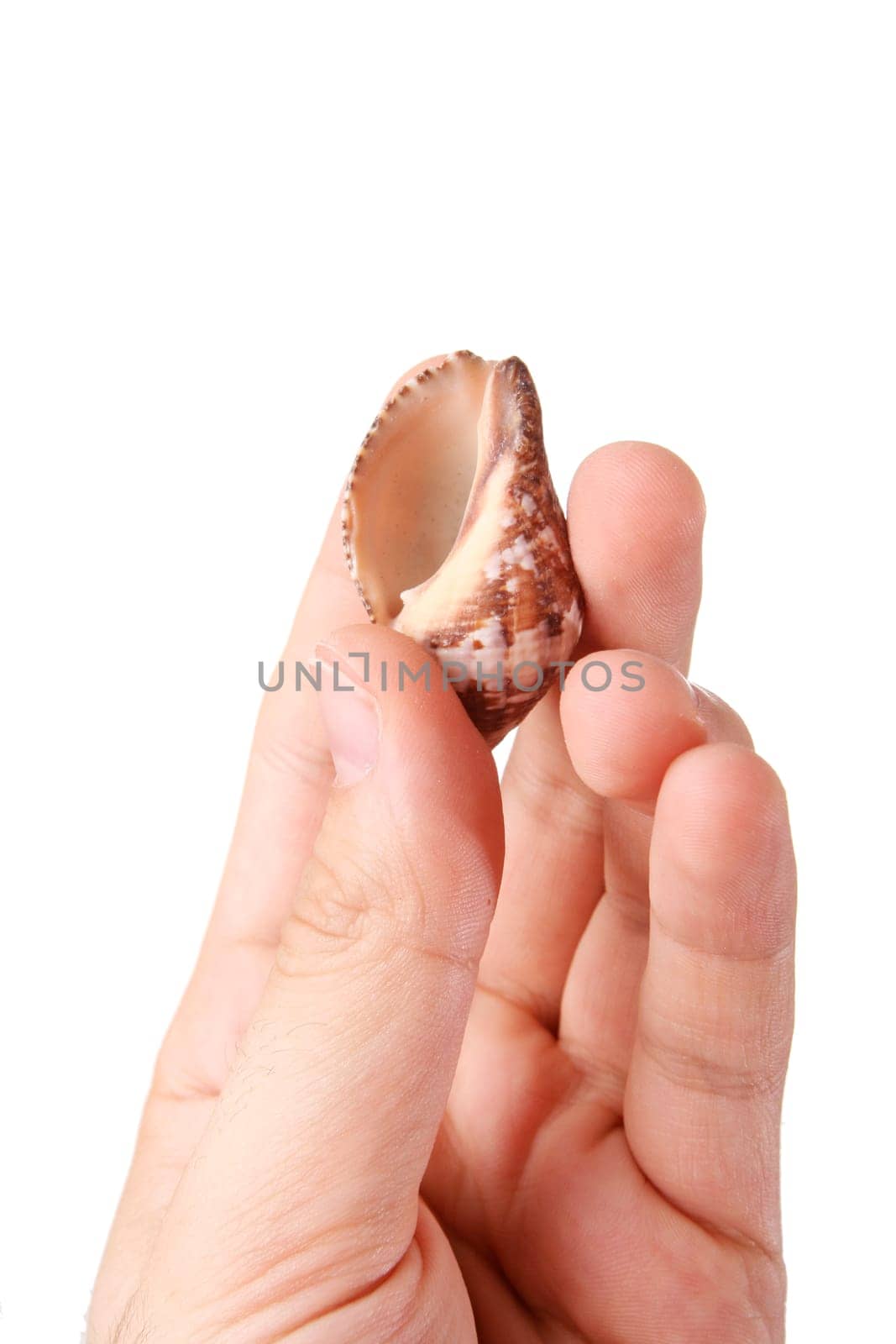 Shell in a man hand. Isolated on white.