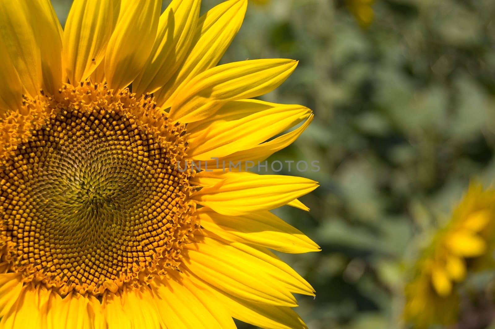 sunflower on a green background