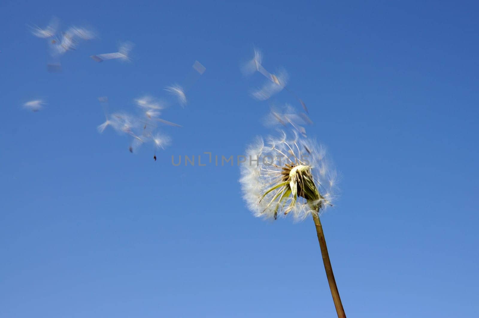 Blowball against blue sky