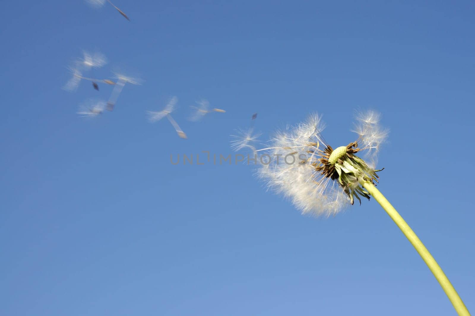 Blowball against blue sky