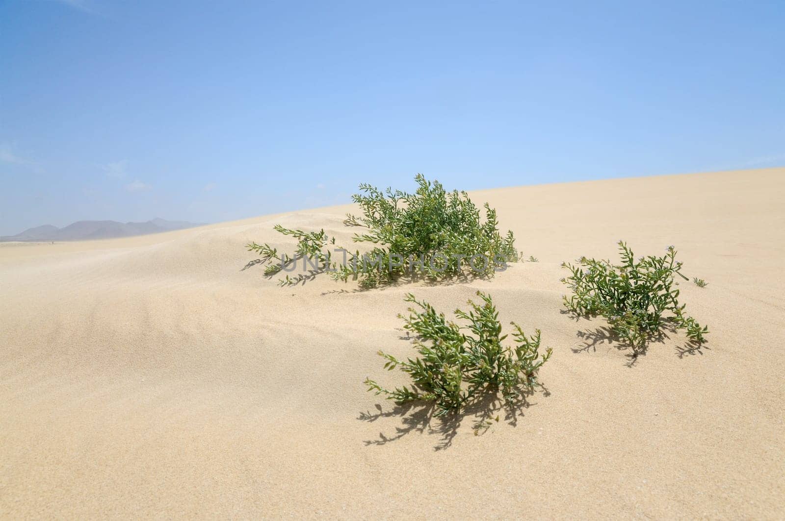 Lonely plant in the dunes at the canary island Fuerteventura, Spain