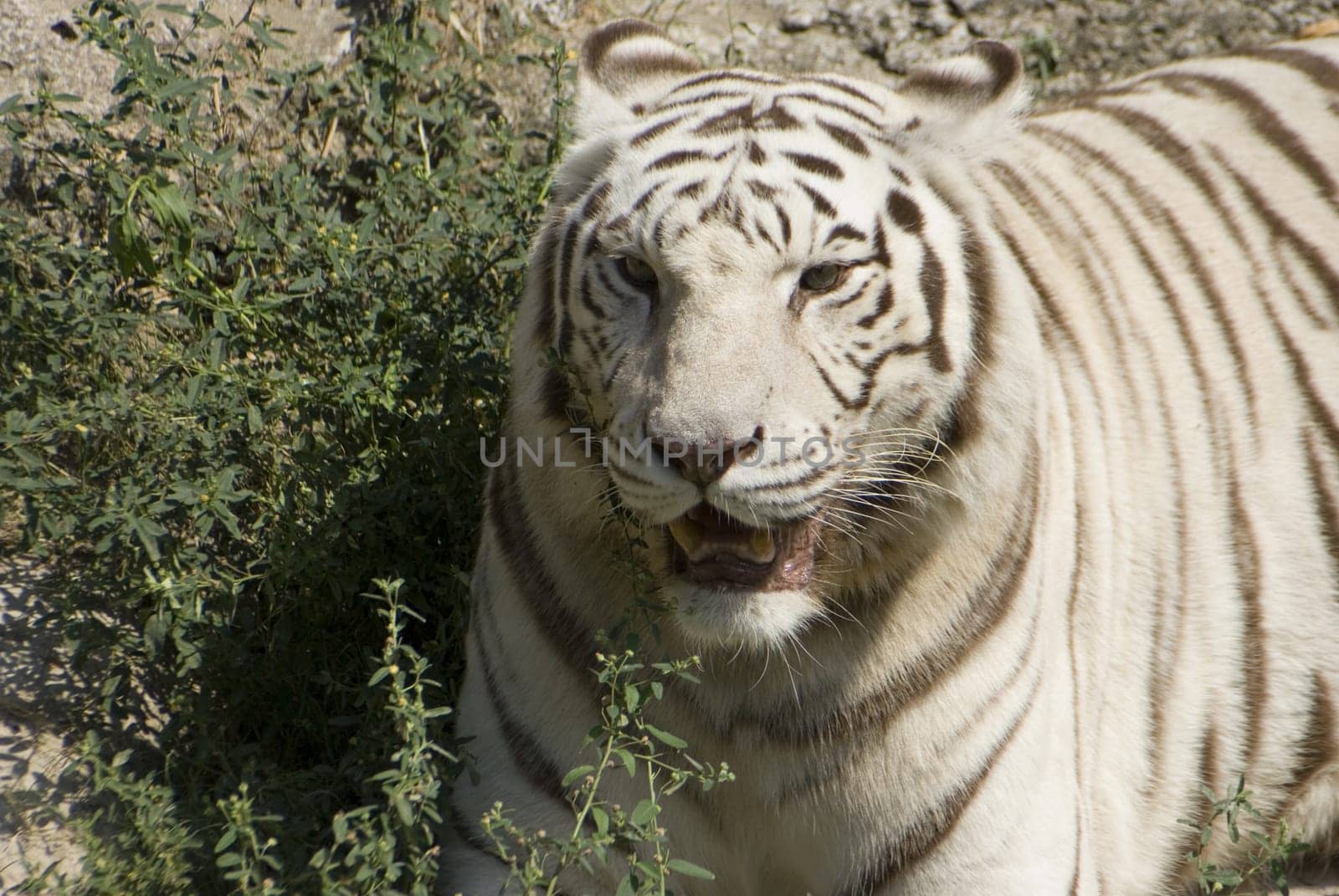 An exotic rare white bengal tiger hunting prey