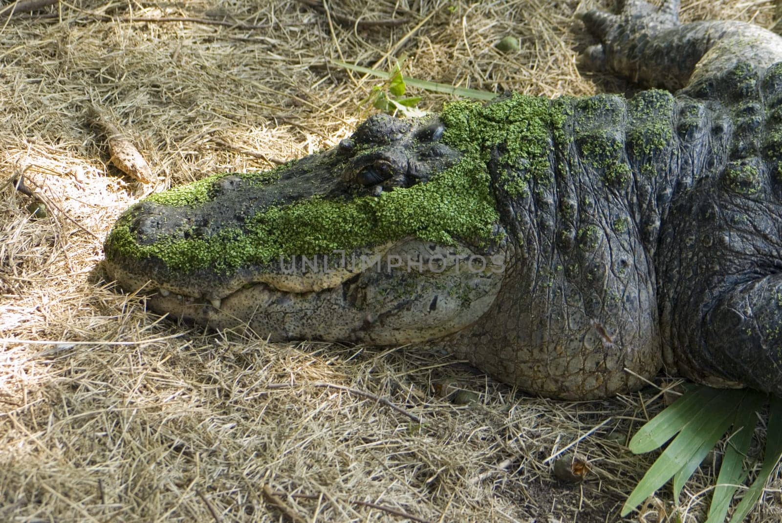 An alligator sunning in the swamps of Louisiana covered in duckweed