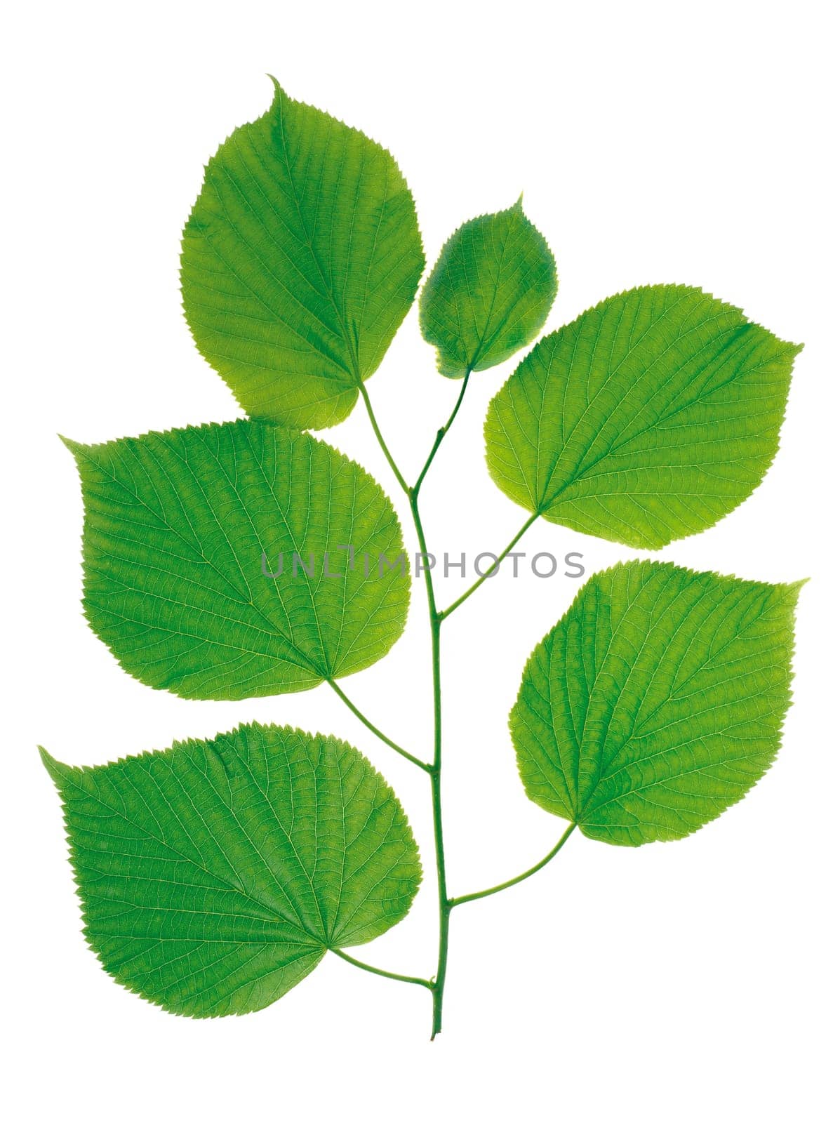 Green leaf, single close-up isolated object