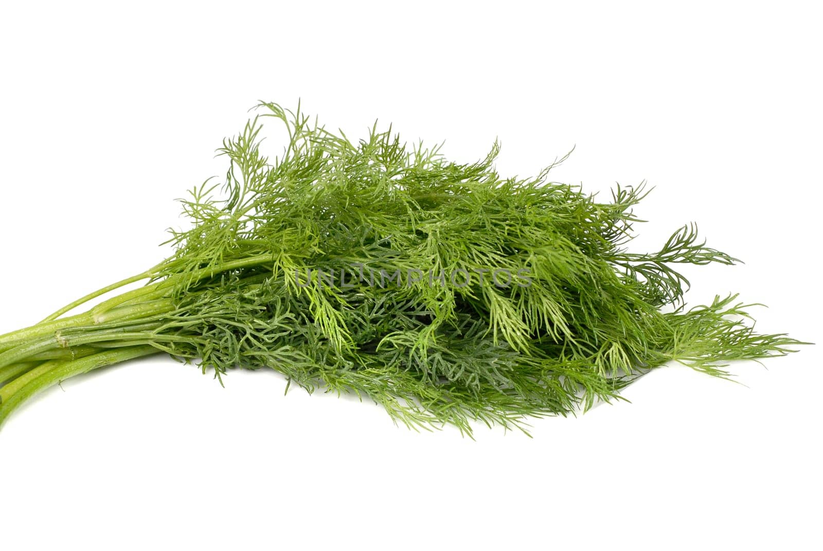 green fresh raw dill on the white