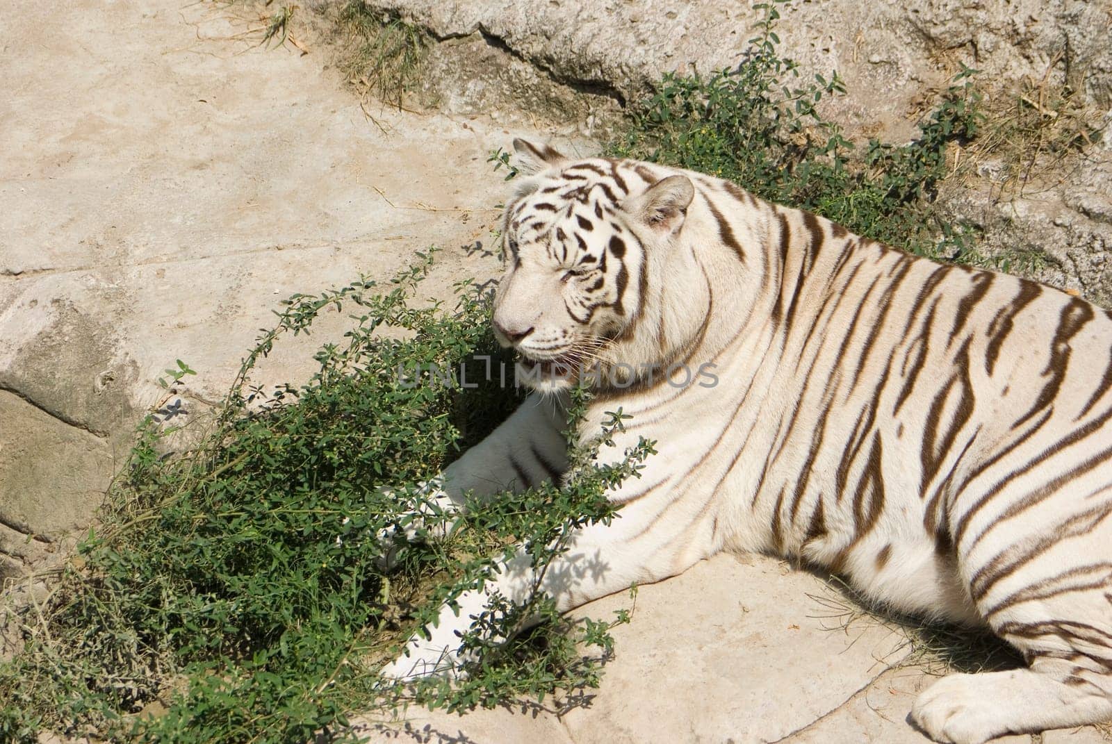 A rare white bengal tiger resting on some rocks