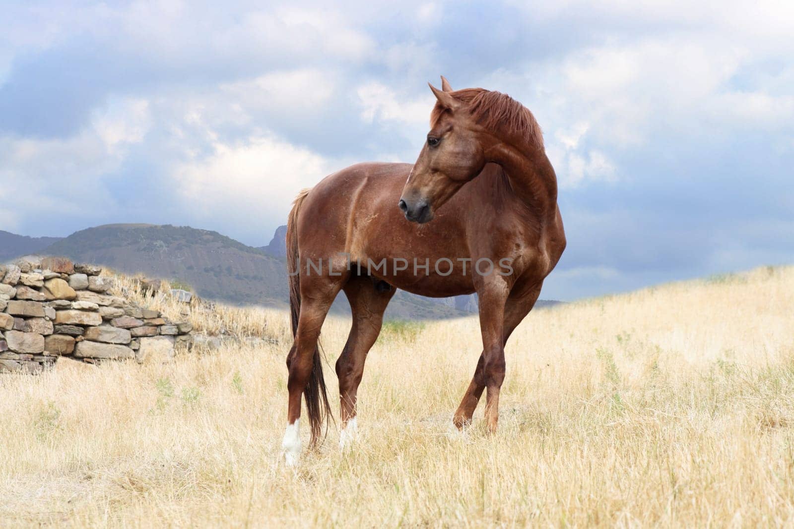 Nice brown horse on nature background with sky and mountains