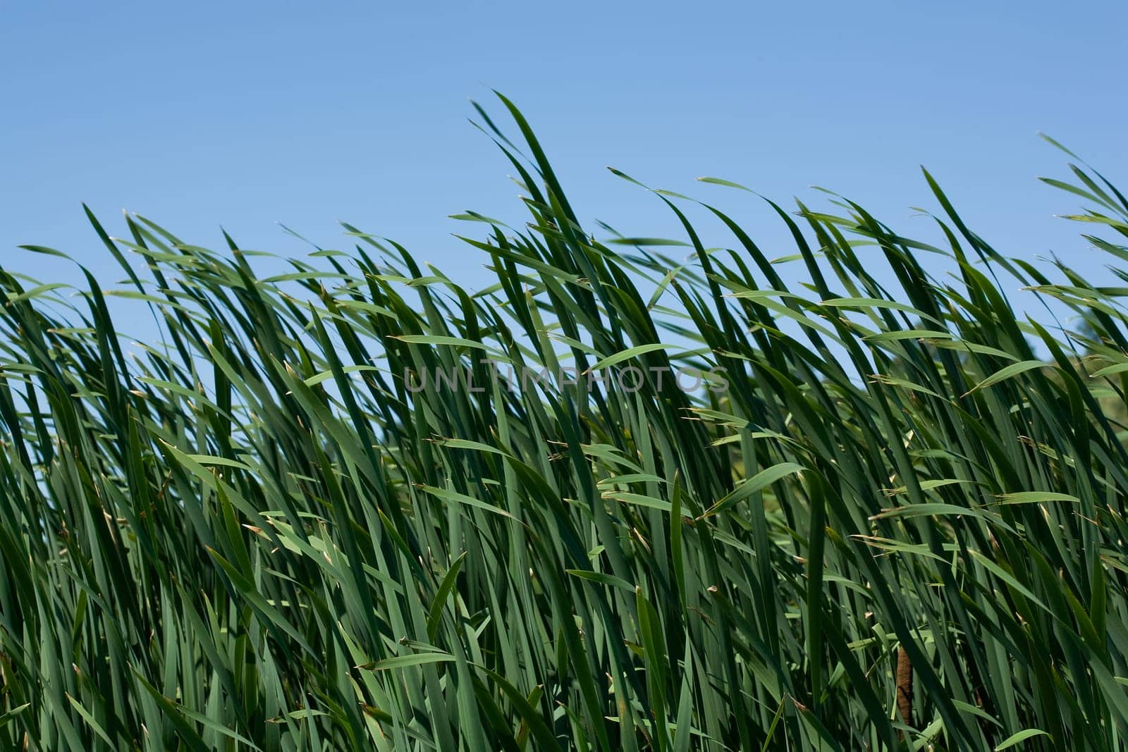 reed background