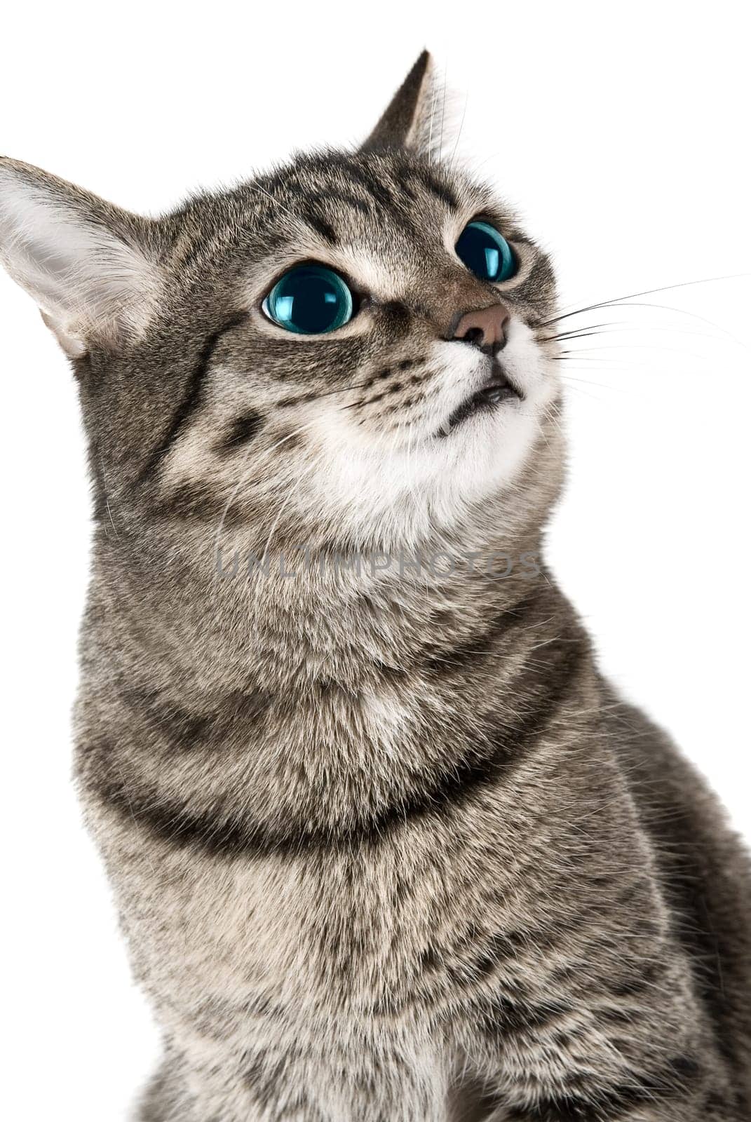 Cat with green eyes on white