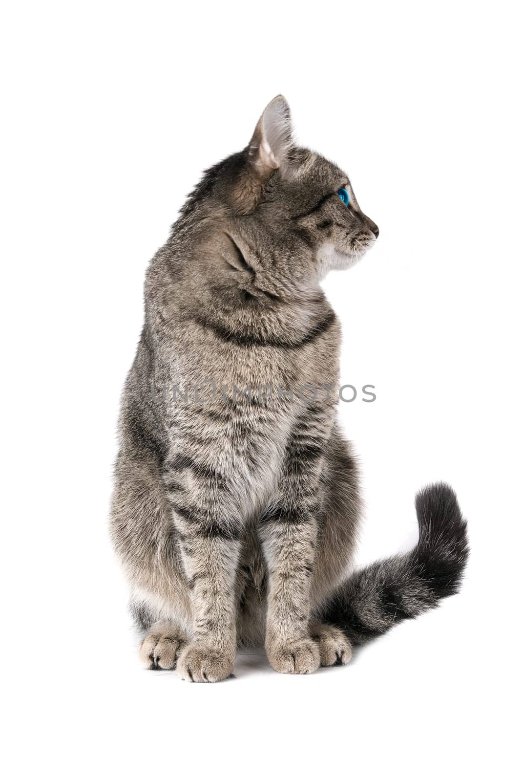 Beauty Cat with green eyes on white