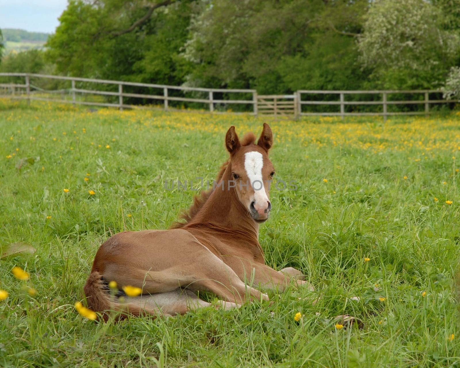 foal relaxing in a field of buttercups