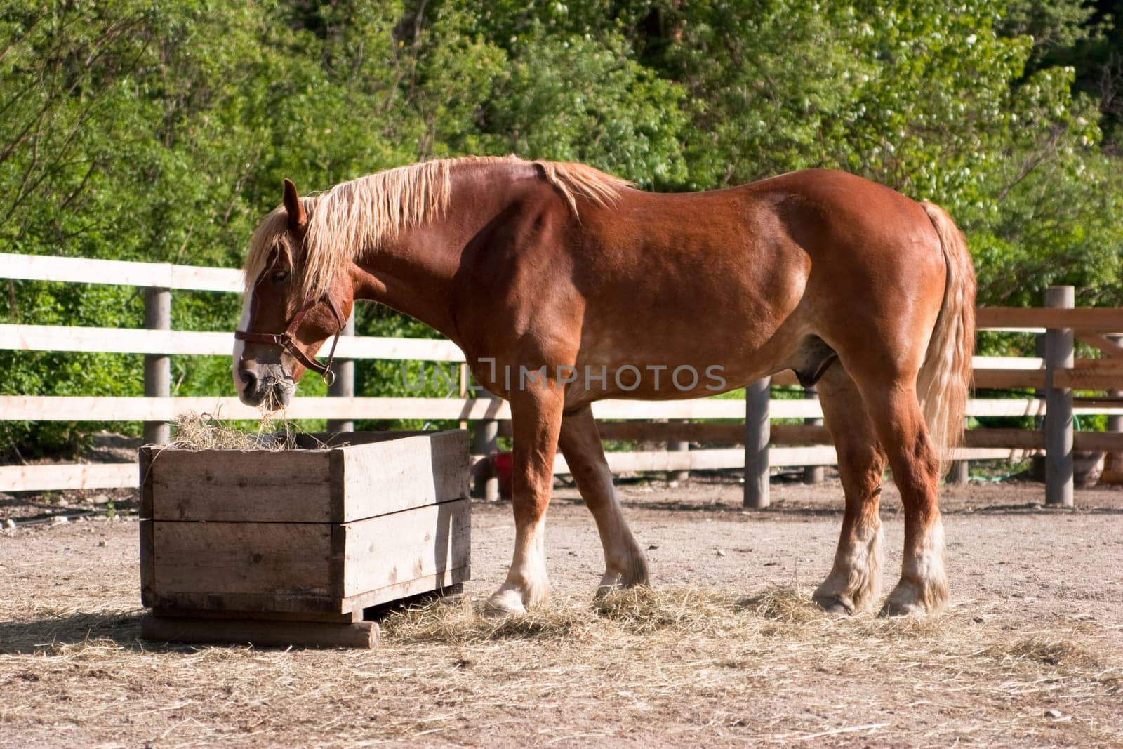 Large brown horse in corral eating hay