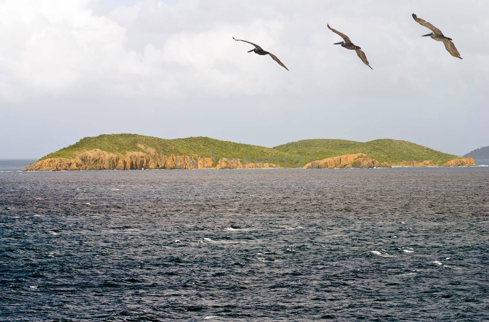 Three pelicans over remote tropical island