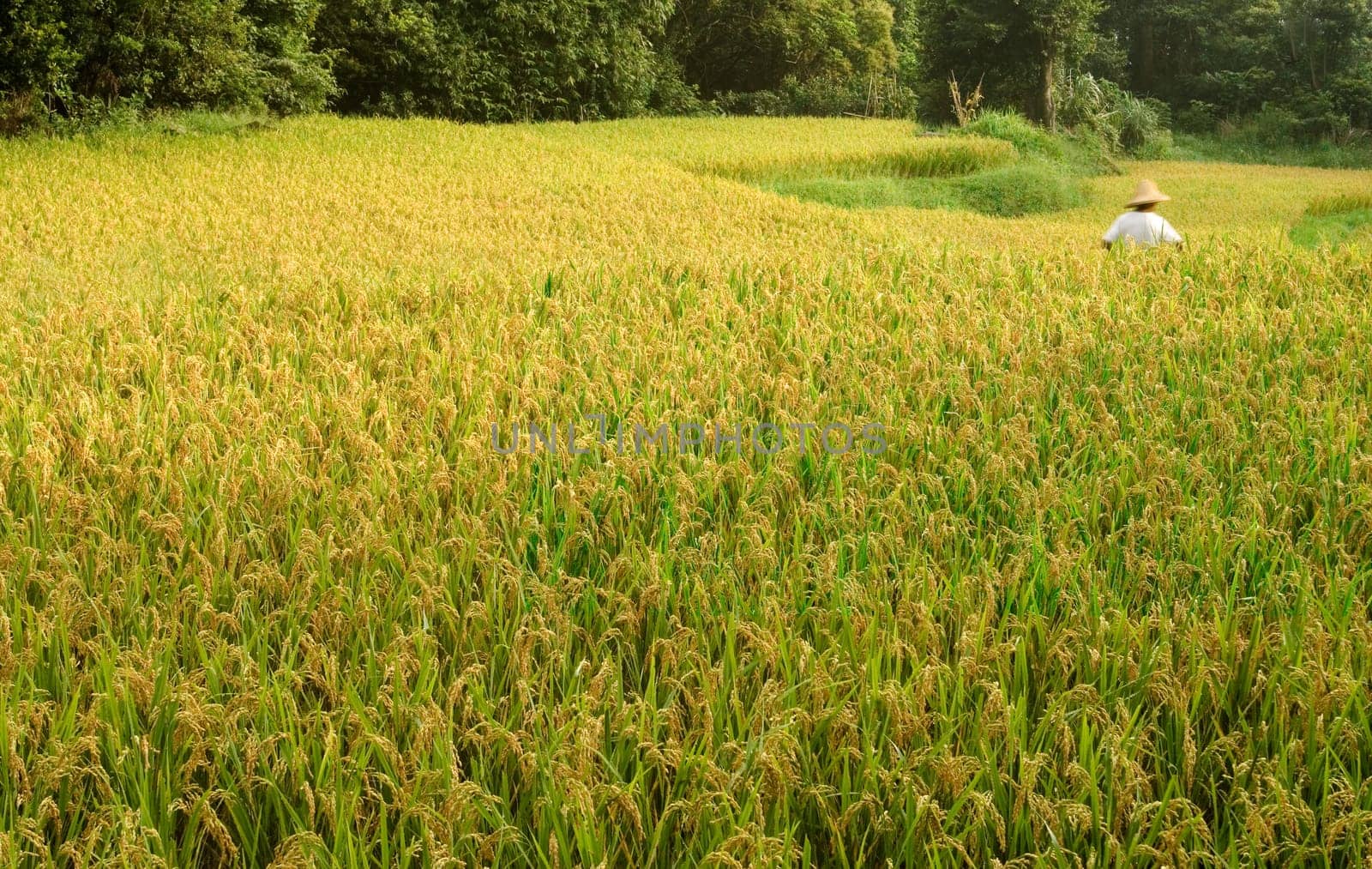 Here are ripe rice with beautiful yellow color.