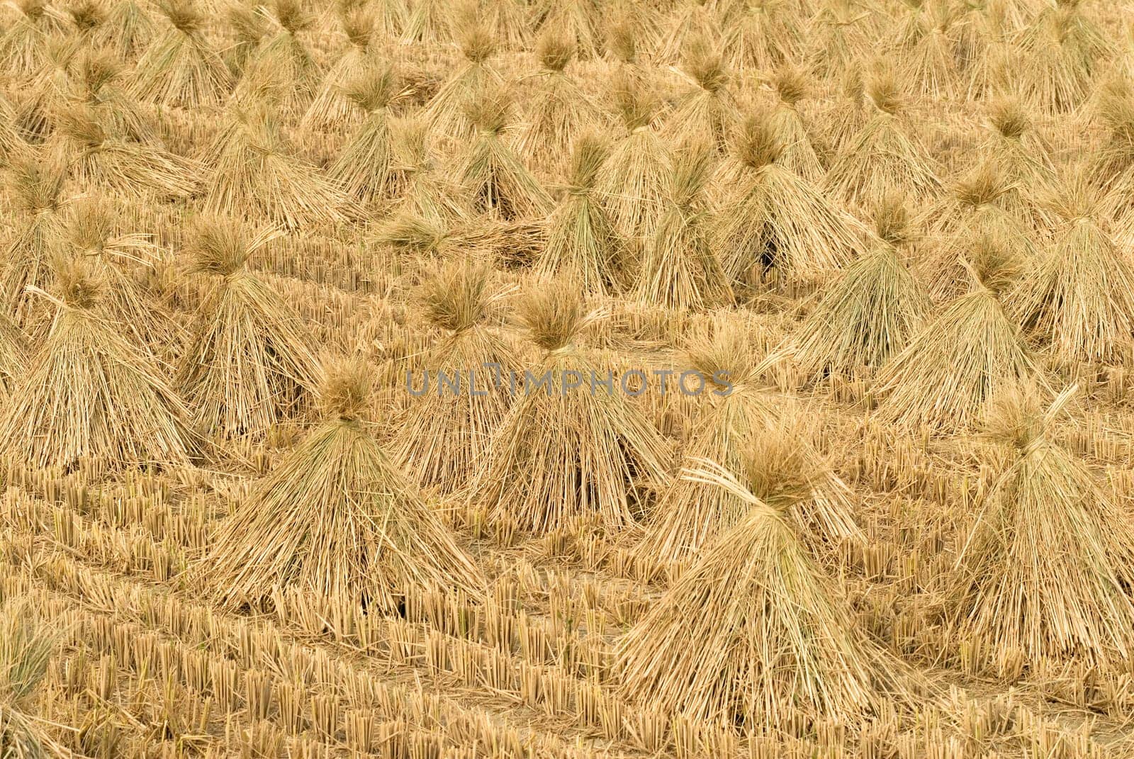 Here are the rice after harvest in Taiwan.